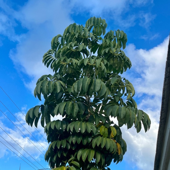 Meet your Posher, The Divine Ms M - Picture 4 of 4